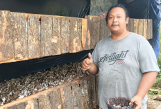 Manfaatkan Limbah Bonggol Jagung, Warga Surodadi Musi Rawas Raup Cuan Jutaan