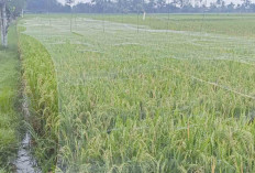 Padi di Musi Rawas Diintai Hama Burung, Petani Masih Andalkan Cara Tradisional