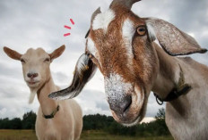 Mau Berkurban Idul Adha Tapi Pakai Uang Haram? Boleh, Tapi Ini Konsekuensinya