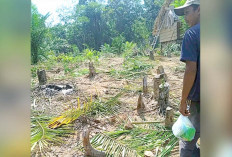 Warga Desa Tri Anggun Jaya Makin Resah, Gajah Kembali Masuk Perkebunan