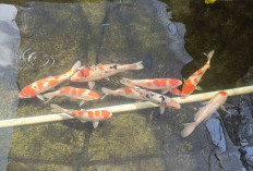 Inovasi Petani Ikan Koi di Musi Rawas, Sekali Pembibitan Bisa Hasilkan 15.000 Ikan KOI