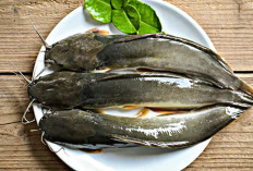 Inilah 6 Manfaat Konsumsi Ikan Lele untuk Meningkatkan Kesehatan Tubuh 