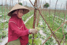 Musim Hujan, Pertumbuhan Tanaman Melon di Musi Rawas Menurun