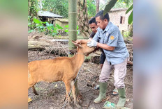 Distankan Mendata 67 Kambing Mati Mendadak di Muratara, ini Penyebabnya
