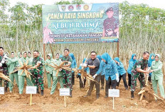 Pangdam II Sriwijaya Panen Raya Singkong Binaan Kodim 0406 Lubuk Linggau