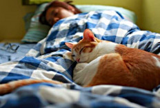 Bukan Karena Manja, Inilah 6 Alasan Mengapa Kucing Sering Tidur di Dekat Kita