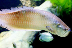 Bagi Pemula Wajib Tahu, Ini Cara Merawat Ikan Arwana di Aquarium, Nomor 5 Penting!