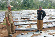 Harga Anjlok, Begini Nasib Petani Cabai di Lubuk Linggau 