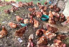 Jadi Buruan Warga Jelang Idul Adha, Ayam Pramuka di Lubuk Linggau Rp 60 Ribuan 