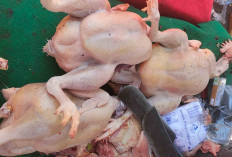 Ayam Kingkong Banyak Dicari Karena Daging Lebih Tebal