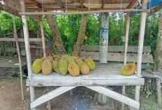 Pengen Makan Buah Durian Saat Hamil, Boleh Kok Tapi Dengan Syarat 