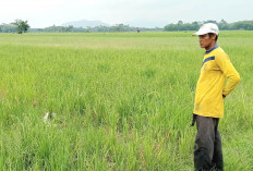 Kekurangan Air, Petani Padi Sukamulya Musi Rawas Gagal Panen