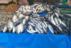 Ikan Sarden Paling Laris, Didatangkan dari Bengkulu, Medan dan Lampung 