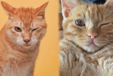 10 Alasan Menarik Kucing Mengedipkan Satu Mata ,Ternyata Begini Maknanya