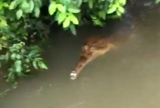 Buaya jadi Tontonan Warga Sadar Karya Musi Rawas