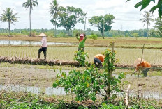 Petani di Desa Air Satan Berharap Bantuan Pupuk Subsidi Ditambah