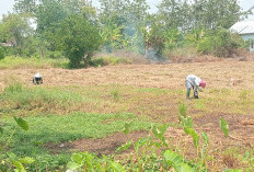 Pemilihan Benih Sebelum Menanam jagung Sangat Penting