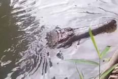 Soal Kemunculan Buaya di Musi Rawas, BKSDA : Jangan Ganggu Habitat Buaya ! 