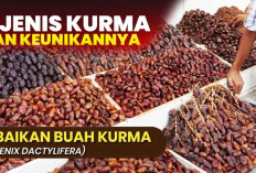 5 Kurma Populer ini Sering Dikonsumsi Orang Indonesia, Kamu Lebih Suka Jenis Apa?