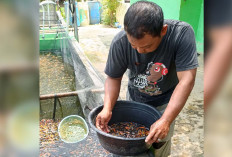 Budidaya Ikan Koi, Peluang Usaha Yang Menjanjikan 