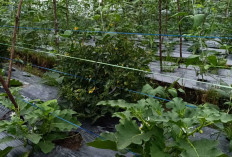 Gunakan Sistem Tumpang Sari, Petani Berharap Dapatkan Hasil Maksimal