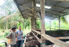 Ini Syarat Sah Hewan Kurban, Salah Satunya Cukup Usia