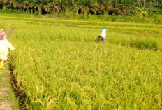 Turun Tapi Tetap Tinggi! Fakta Angka Kemiskinan di Kabupaten Musi Rawas Tahun 2025