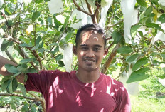 Budidaya Jambu Kristal, Petani Milenial Asal Musi Rawas Raup Omzet Puluhan Juta 