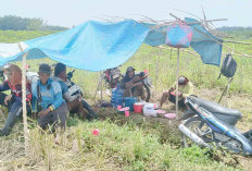 Diserang Hama Tikus, Hasil Produksi Padi di Musi Rawas Menurun Drastis