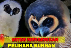 Inilah 5 Mitos Mengerikan Memelihara Burung Hantu,Yuk Simak Disini!