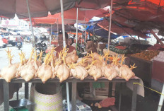 Harga Ayam Potong di Pasar Inpres Mulai Stabil Daya Beli Masyarakat Turun Drastis