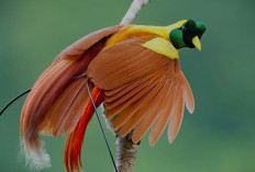 Burung Cenderawasih, Simbol Kekayaan Hayati Dari Tanah Papua yang Membutuhkan Perlindungan Agar Tidak Punah