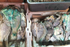 Ikan Asin Kakap Tahan Lama Banyak Peminat