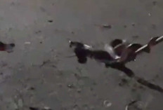 Sebulan Evakuasi 4 Ular Kobra Sumatera, Warga Lubuk Linggau Diimabu Rajin Bersihkan Lingkungan Rumah