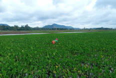 Lebih Menguntungkan, Petani di Musi Rawas Memilih Menanam Genjer 