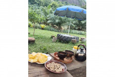 Bukti Ketekunan Warga Sukorejo Musi Rawas, Bertani Nanas Madu Omset Ratusan Juta