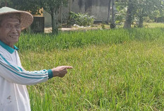 Petani Desa Rejosari, Musi Rawas Keluhkan Serangan Hama Tikus yang Terus Meluas