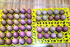 Inovasi Telur Asin Rempah Rendah Kolestrol 