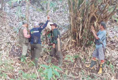 Update Info dari BKSDA Tentang Harimau Sumatera di Kuto Tanjung Muratara