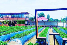 Hidden Gem The Nickrisnally Strawberry Park, Tempat Liburan Paling Sweet Musim Ini