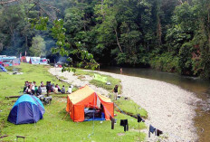 Ratusan Jenis Tanaman Obat Tumbuh di Taman Nasional Bukit Tigapuluh