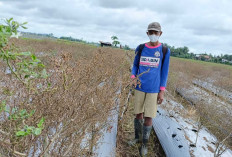 Petani Cabai di Desa Nawangsasi Musi Rawas Gagal Panen, Ini Penyebabnya 