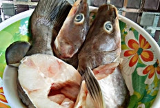 Inilah 6 Manfaat Konsumsi Ikan Baung, Bisa Meningkatkan Kesehatan Tubuh 