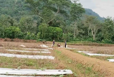 Menanam Semangka di Musim Pancaroba jadi Tantangan Tersendiri Bagi Petani Musi Rawas