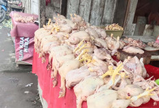 Harga Ayam Potong di Lubuk Linggau Naik Menjelang Ramadhan