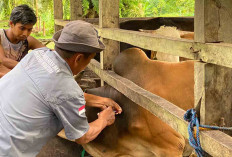 Populasi Kerbau Berkurang, Warga Muratara Pilih Kurban Sapi