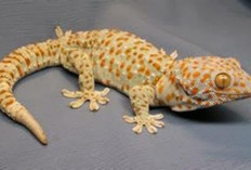 Update Mengejutkan, Harga Tokek Terbaru Juli 2025 Naik Tajam