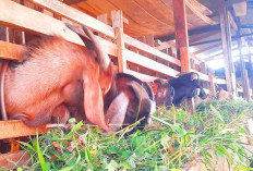 Kebutuhan Hewan Kurban di Lubuk Linggau Capai 2.350 Ekor, Stok Aman Jelang Idul Adha 2026