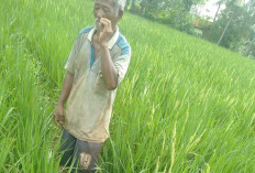 Petani Bersama PPL Desa Air Lesing Lakukan Monitoring Lahan Sawah 