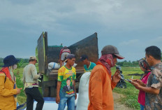 Bulog Menyetop Pembelian Gabah Kering, Petani di Musi Rawas Kecewa